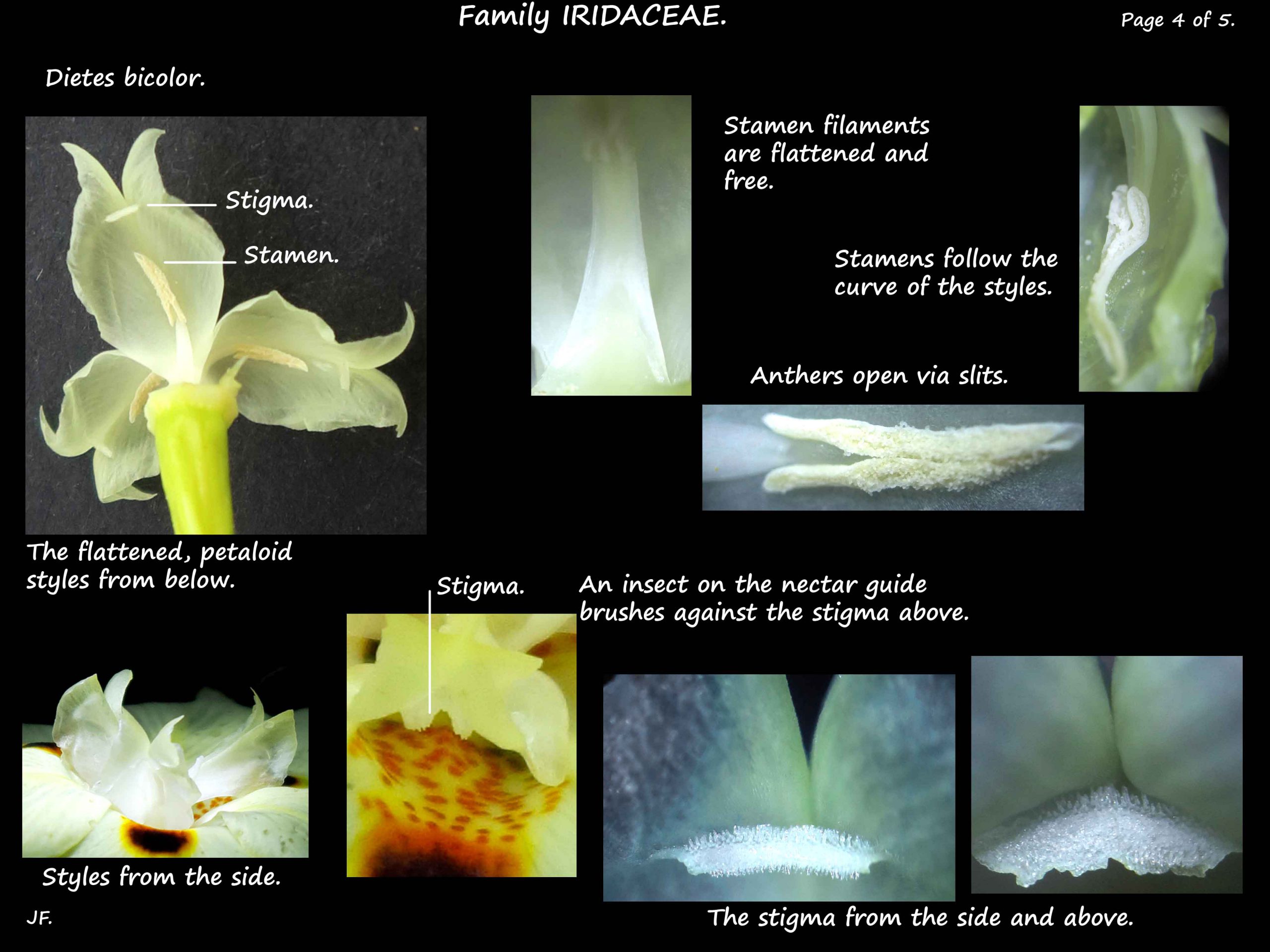 4 Stamens & stigma of Dietes bicolor
